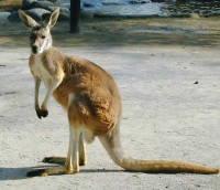 /album/animalsfamous/canguru-1-jpg/